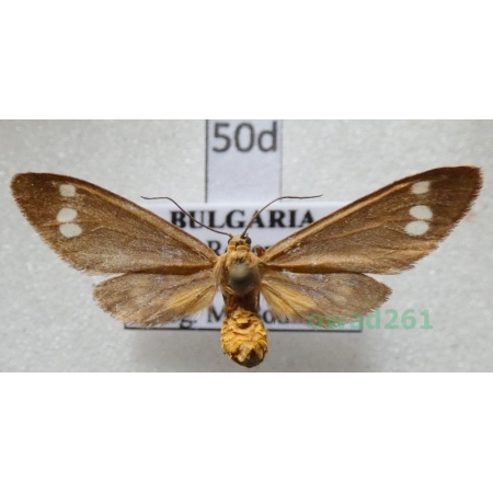 Dysauxes ancilla (Linnaeus, 1767) Bulgaria50d